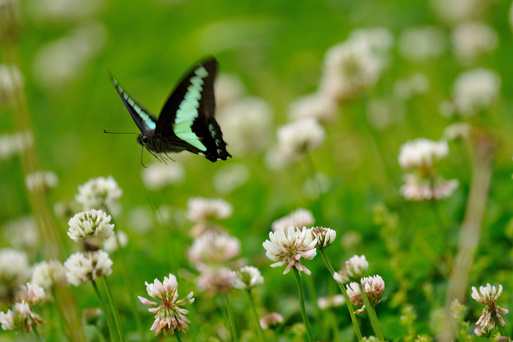 アオスジアゲハの飛翔