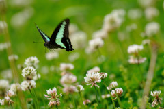 アオスジアゲハの飛翔