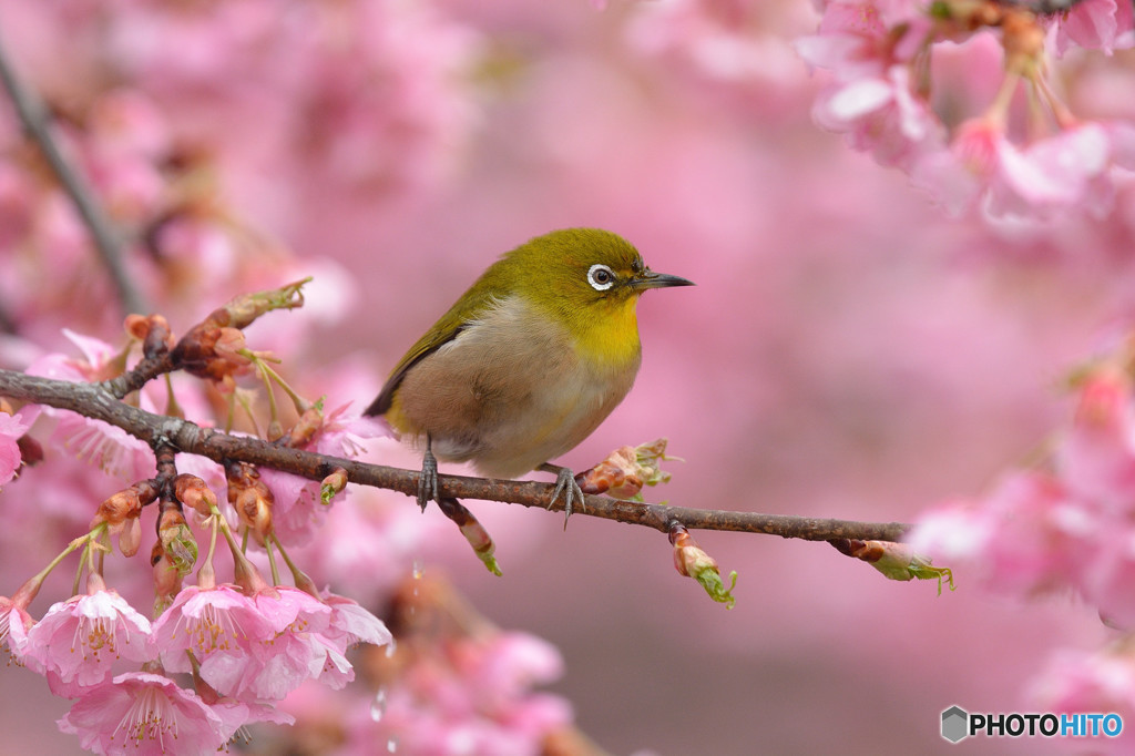 春色