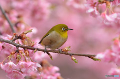 春色