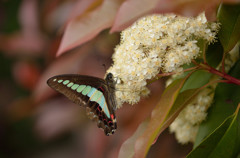 レッドロビンで