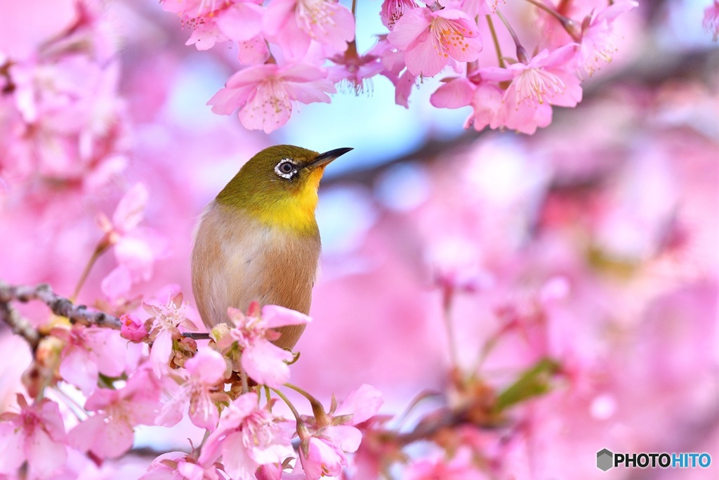 春が来た！！