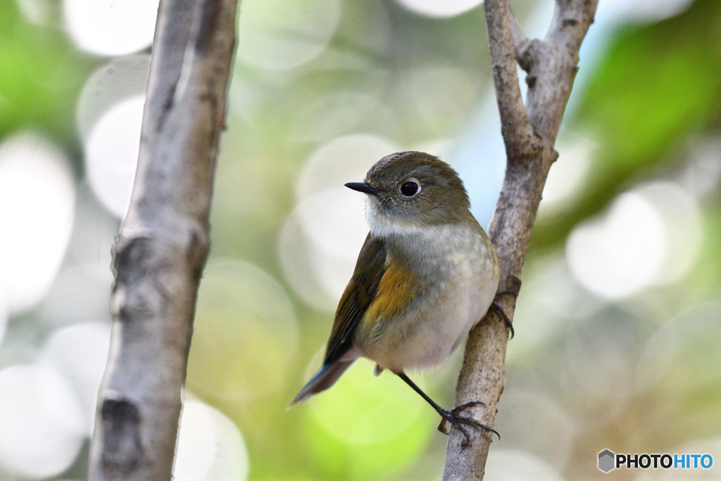 木漏れ日の散歩道