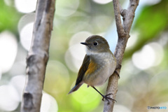 木漏れ日の散歩道