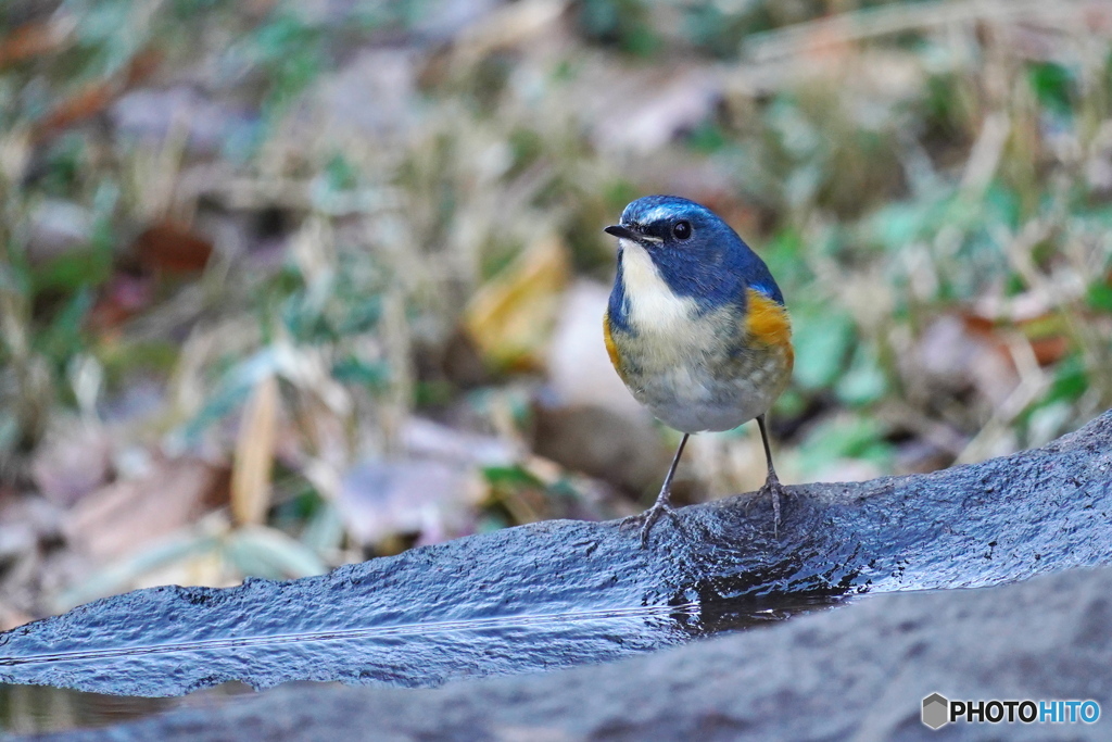 水場のルリビタキ