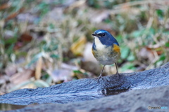 水場のルリビタキ