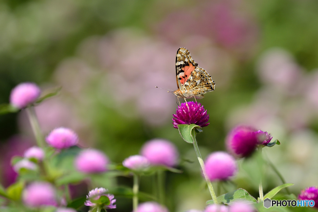 センニチコウで