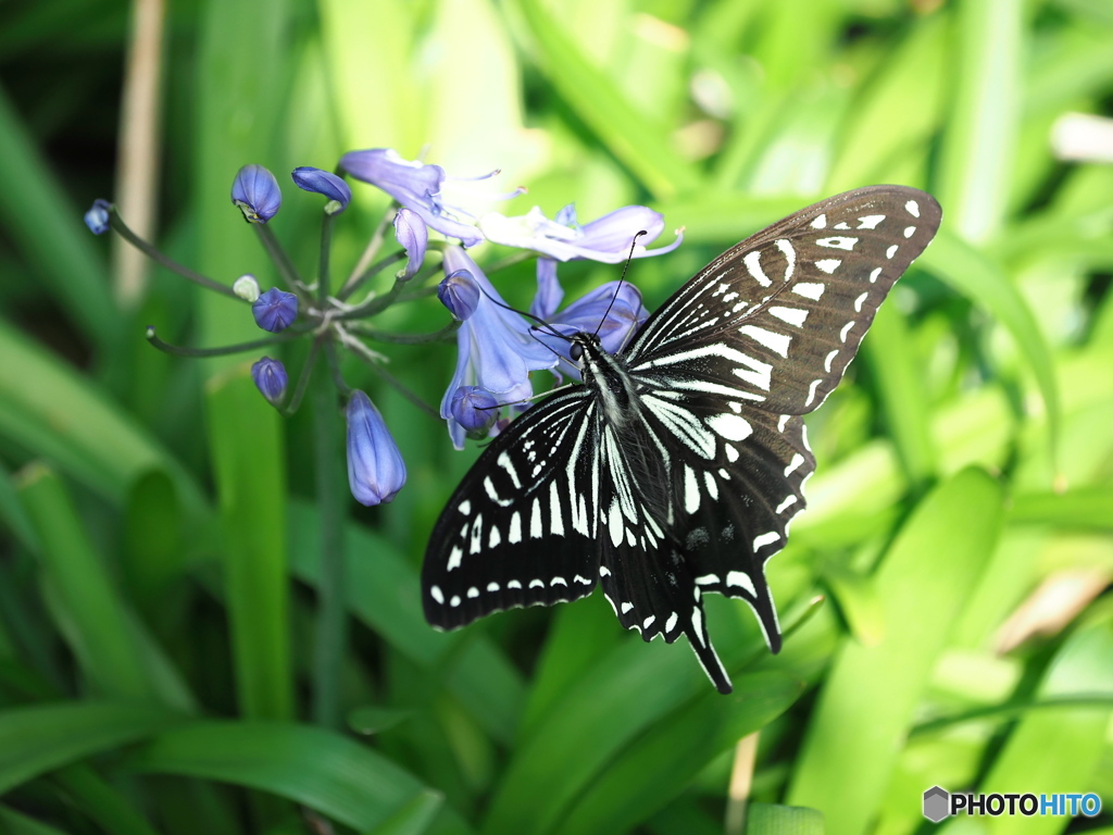 アガパンサスにアゲハチョウです。