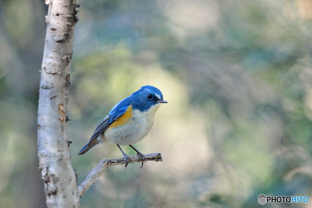 瑠璃色の貴公子