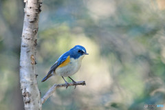 瑠璃色の貴公子