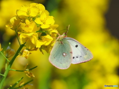 菜の花畑のモンキチョウ