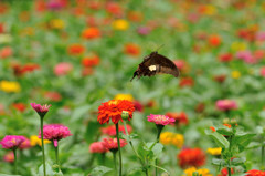 パステルカラーに包まれて