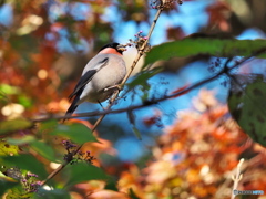紅葉をバックに