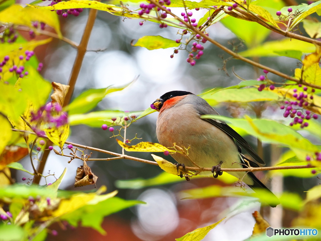 ムラサキシキブにて
