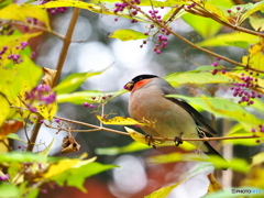 ムラサキシキブにて