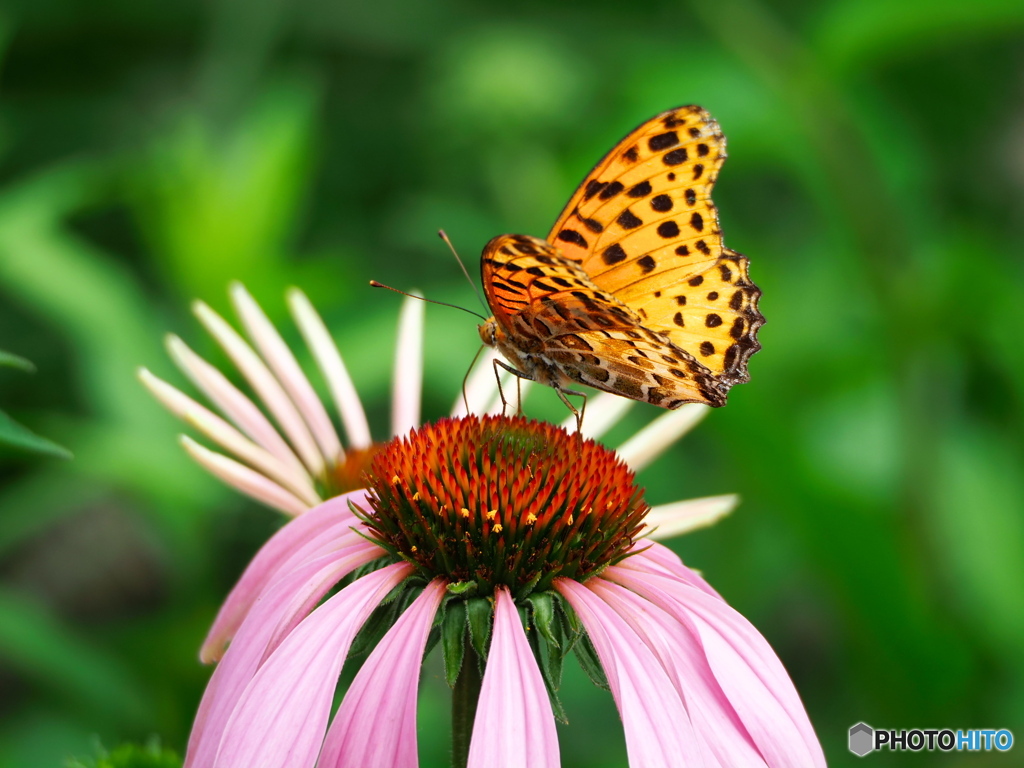 エキナセアとツマグロヒョウモン