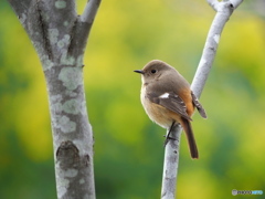 春色