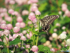 センニチコウとアゲハチョウ