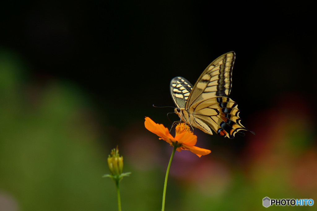 キバナコスモスにキアゲハ