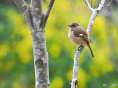 春を楽しむ