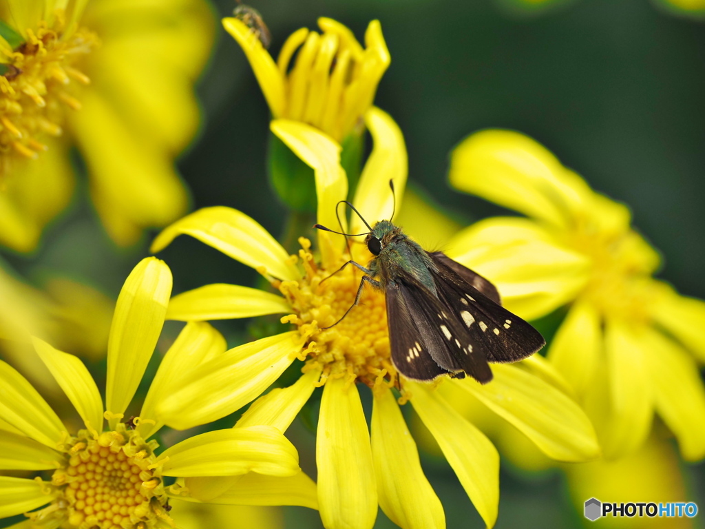 ツワブキにイチモンジセセリ