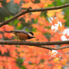 モミジにヤマガラ