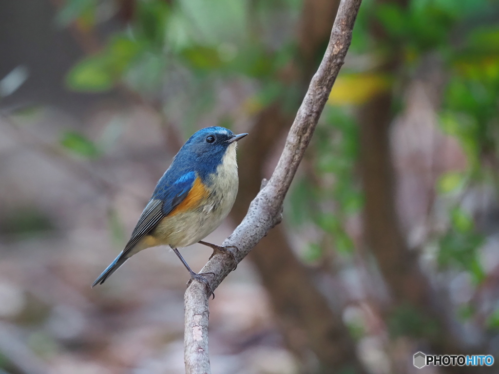 青い鳥