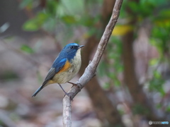 青い鳥