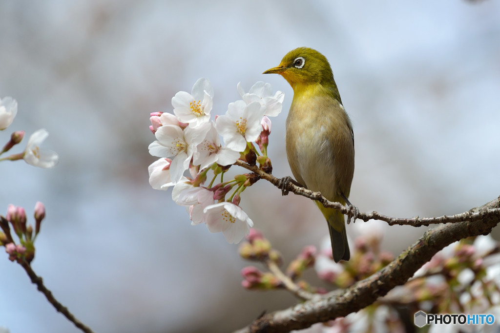 ソメイヨシノにメジロ
