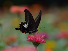 ジニア畑のモンキアゲハ