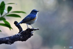 幸せ運ぶ青い鳥