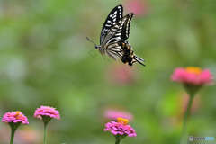 Fly away