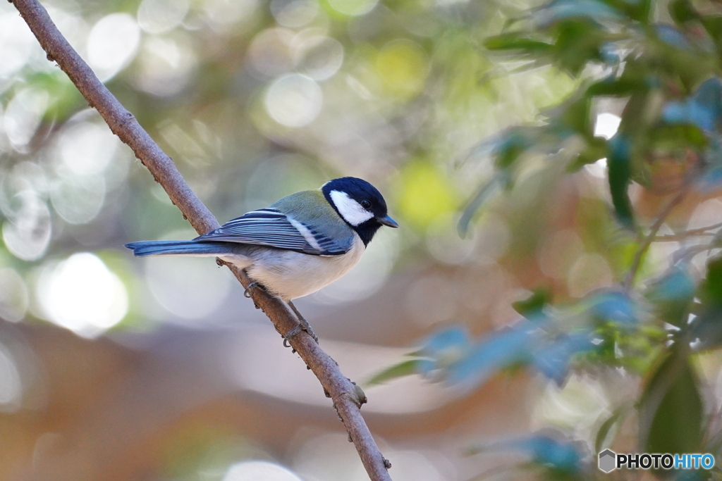 2月のシジュウカラ