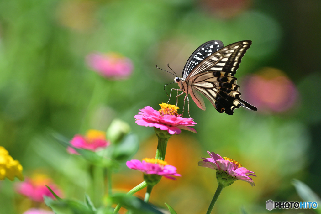 8月のジニア畑で