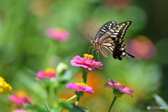 8月のジニア畑で