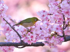 春の気配