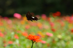 ジニア畑のモンキアゲハ