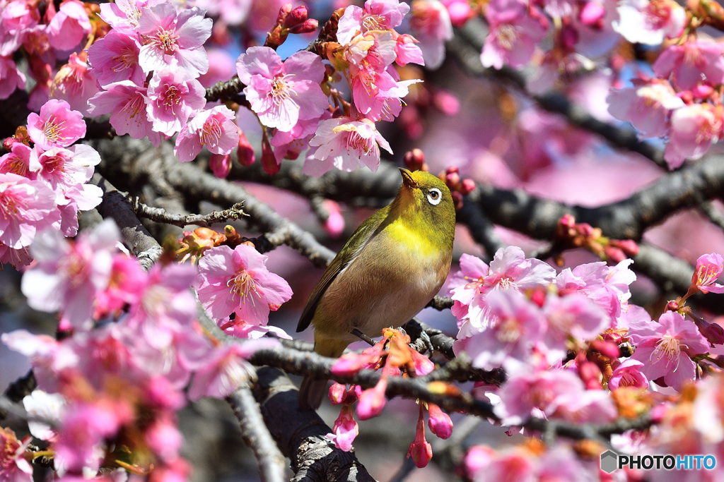 河津桜とメジロ
