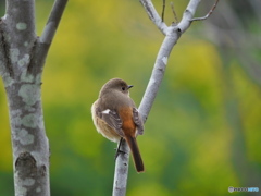 春色