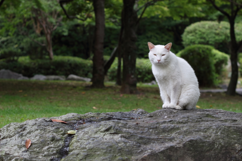おはようございにゃす。