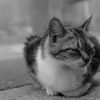 Ｚｚｚｚｚ……んにゃ？