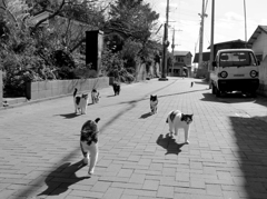 cats in the street