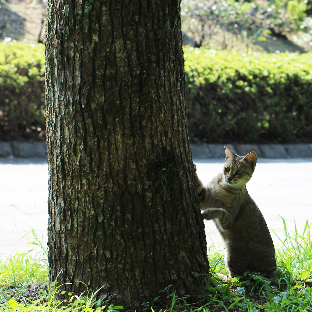 いや、あっちか！？