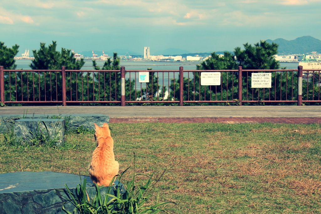 cat in park