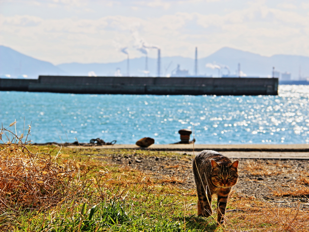 sea side cat