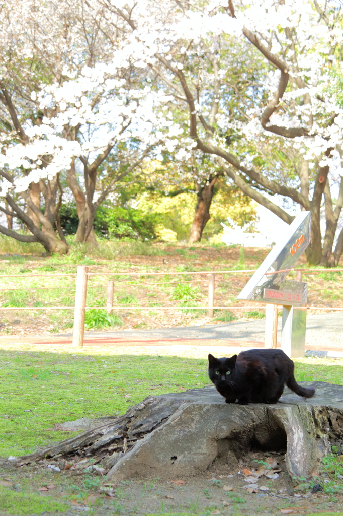 猫桜