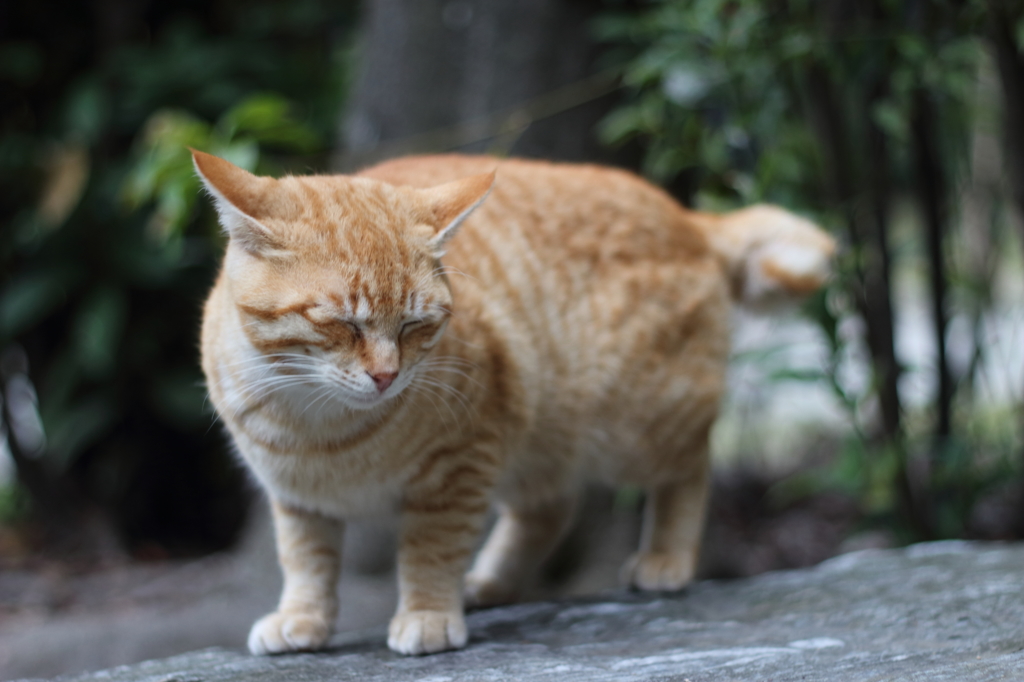 また怒られちまったよ……