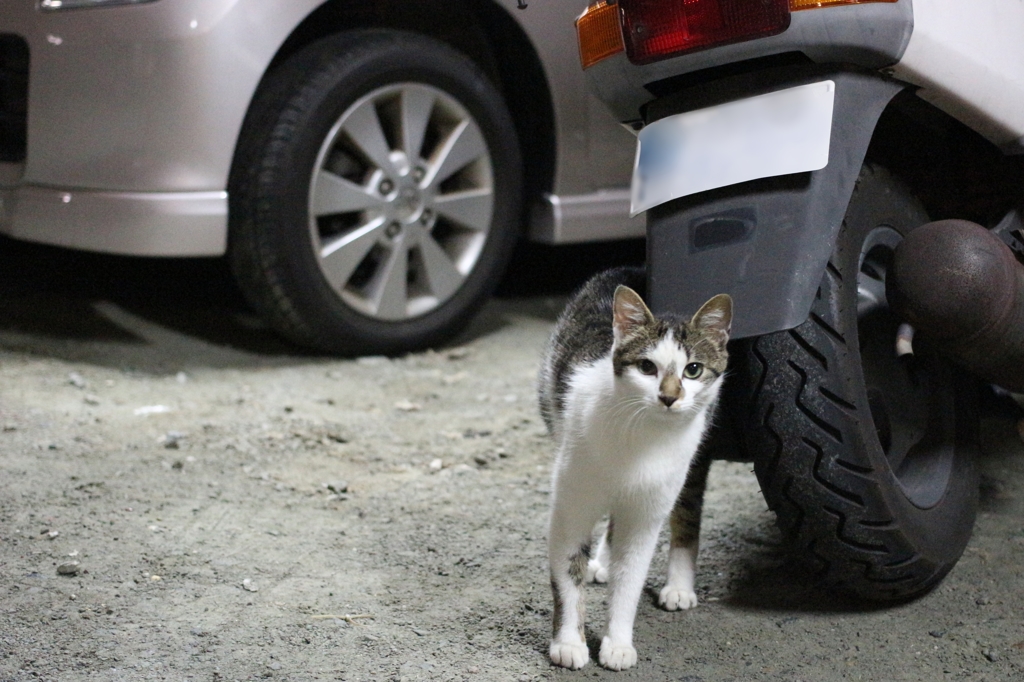 私が駐車場管理猫ですが何か？