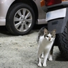 私が駐車場管理猫ですが何か？