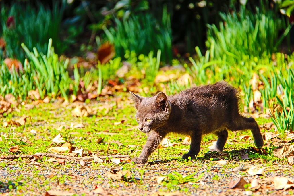 STRAY CAT STRUT